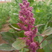 Chenopodium quinoa - Photo (c) Maria Mamani Mamani, todos os direitos reservados, uploaded by Maria Mamani Mamani