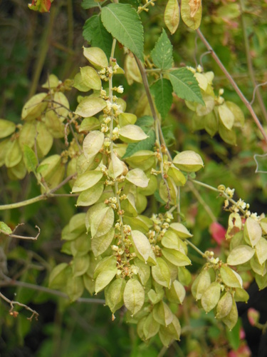Urvillea ulmacea Kunth