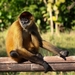 Ateles geoffroyi - Photo (c) Daniel GS, כל הזכויות שמורות, הועלה על ידי Daniel GS