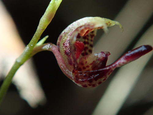 Scaphosepalum