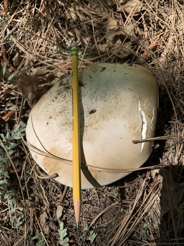iNaturalist observation photo of Barrow's Bolete