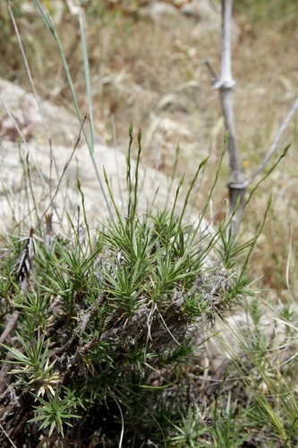 Acantholimon saravschanicum