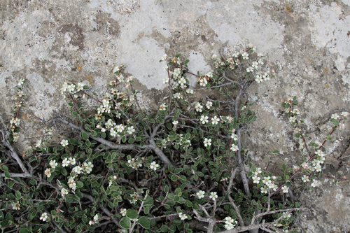 Cotoneaster oliganthus