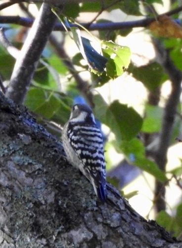 Japanese Pygmy Woodpecker