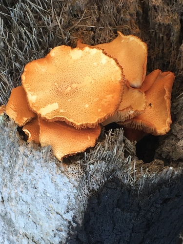 Gymnopilus palmicola