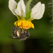 Colletes seminitidus - Photo (c) Patrich Cerpa, all rights reserved, uploaded by Patrich Cerpa