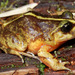 Emilio's Ground Frog - Photo (c) Patrich Cerpa, all rights reserved, uploaded by Patrich Cerpa