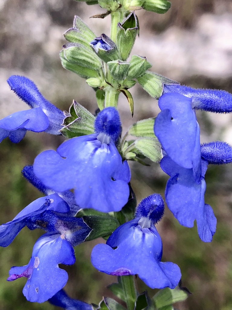 giant blue sage in September 2018 by Suzanne Simpson · iNaturalist