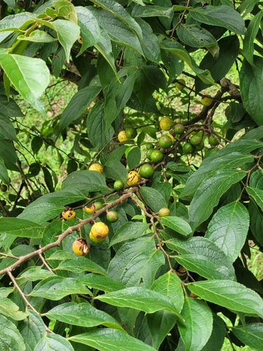 Casearia lasiophylla (Casearia lasiophylla)
