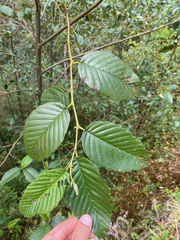 Alnus acuminata image