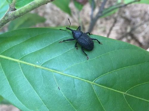 black coconut bunch weevil