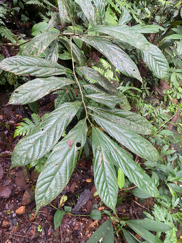 Ocotea atirrensis image