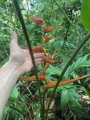 Heliconia latispatha image