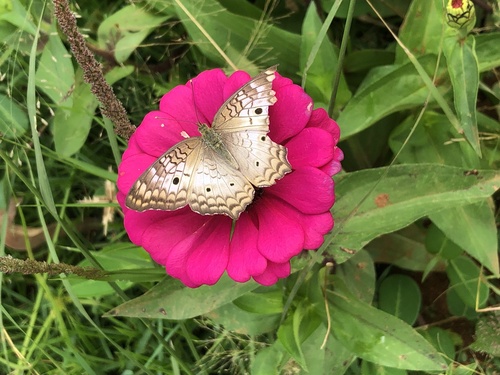 White Peacock