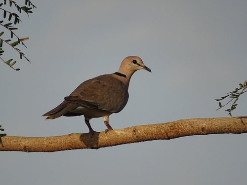 Vinaceous Dove