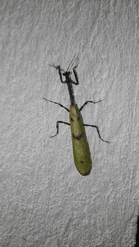 Pseudovates tolteca