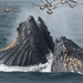 Baleen Whales - Photo (c) Nancy Christensen, all rights reserved, uploaded by Nancy Christensen