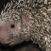 Long-tailed Porcupine - Photo (c) Marllus Rafael Almeida, all rights reserved, uploaded by Marllus Rafael Almeida