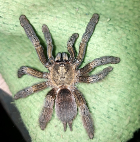 Psalmopoeus reduncus (Karsch, 1880)
