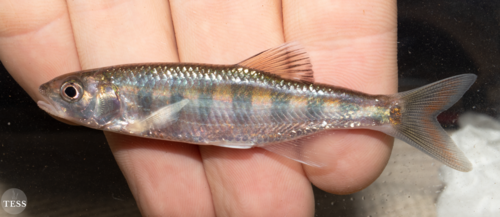 Redtail Sanjika