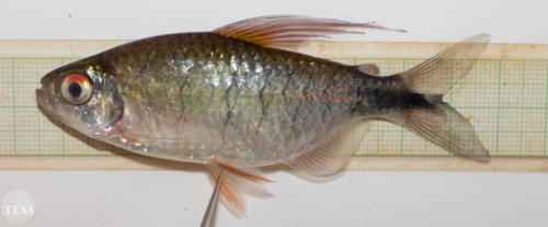 Long-fin Tetra