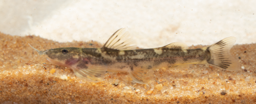 Amphilius longirostris