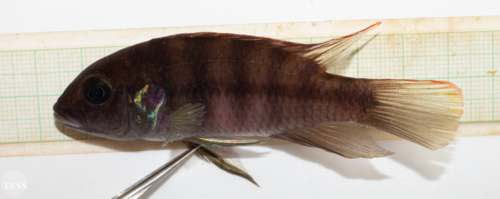 Benitochromis batesii
