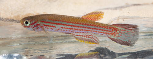 Aphyosemion raddai