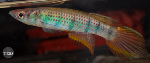 Sixbar Panchax