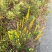 Downy Goldenrod - Photo (c) nickdunham, all rights reserved