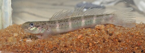Parasicydium bandama