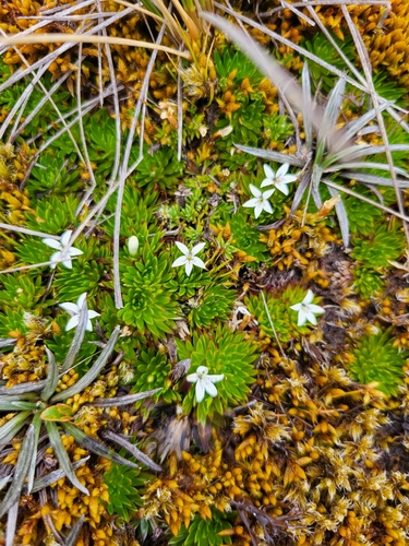 Lysipomia vitreola · iNaturalist United Kingdom