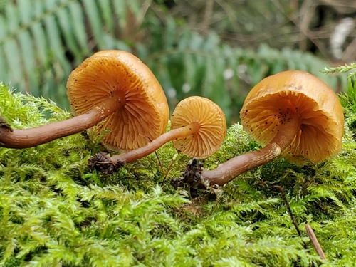 Complex Galerina marginata  iNaturalist
