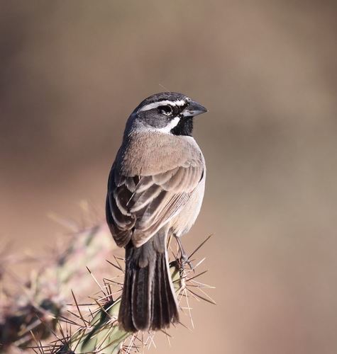 Black-throated Sparrow
