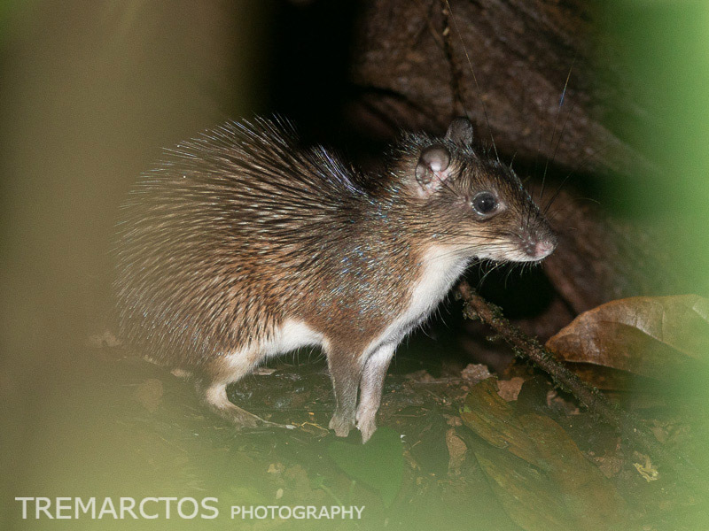Armored Rat (Hoplomys gymnurus)
