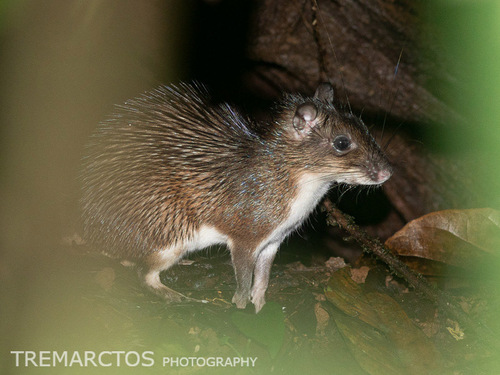 Armored Rat