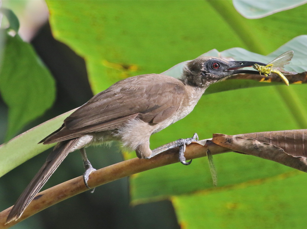 Buru Friarbird (Philemon moluccensis) photo