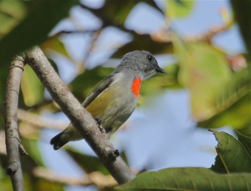 Buru Flowerpecker