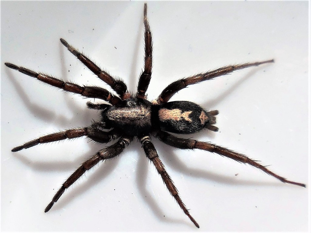 Eastern Parson Spider Spiders Of Missouri · Inaturalist