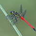 Agrionoptera similis - Photo (c) Gil Ewing, all rights reserved, uploaded by Gil Ewing