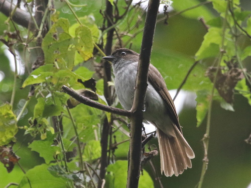 Buru Jungle-Flycatcher