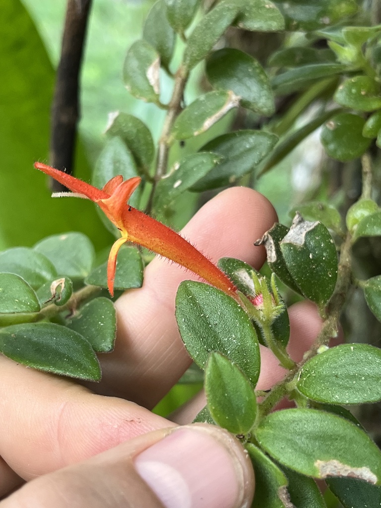 Columnea billbergiana