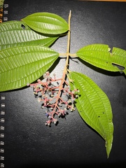 Miconia affinis image