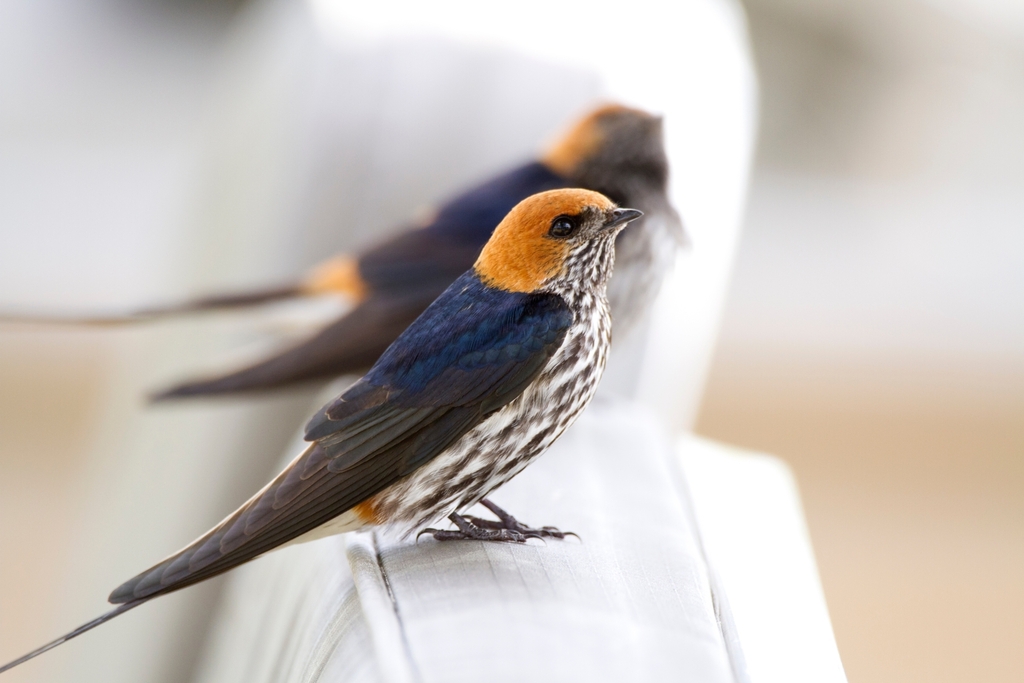 Lesser Striped Swallow photo
