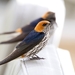Lesser Striped Swallow - Photo (c) Liz Falvo, all rights reserved, uploaded by Liz Falvo