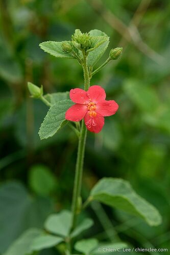 Hibiscus aponeurus