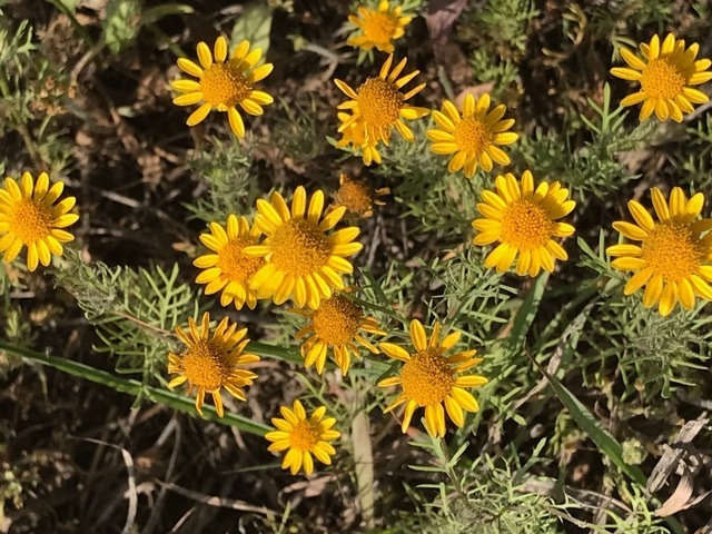 Dahlberg daisy
