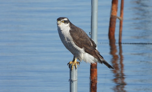 Eurasian Goshawk