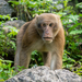 Macaca del Himalaya - Photo (c) Andaman Kaosung, todos los derechos reservados, subido por Andaman Kaosung