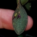 Pabstiella punctatifolia - Photo (c) Luiz Kalashinov, todos los derechos reservados, subido por Luiz Kalashinov